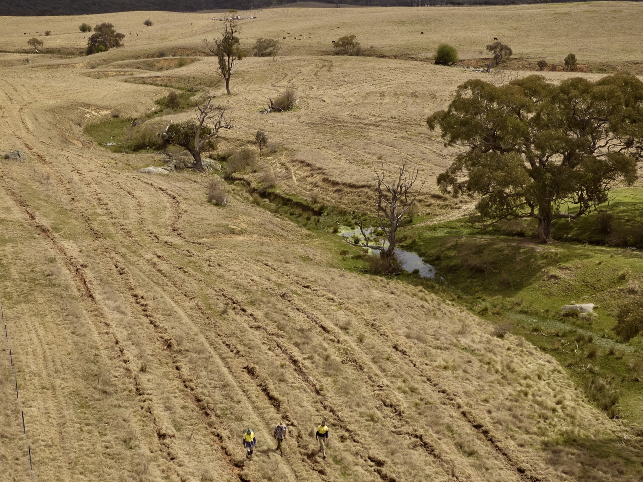 Aerial view of planting lines beside a creek on a NSW farm.