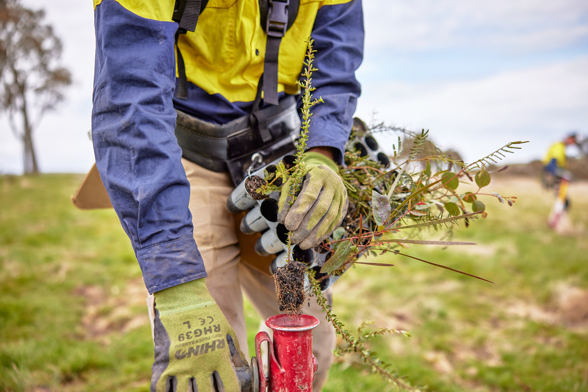 A person carrying a tray of native seedlings plants one in a cleared landscape