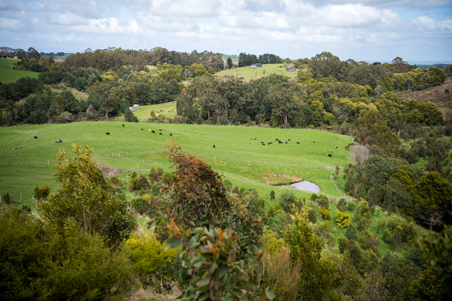 Native tree plantings with paddocks and cows in the background. 