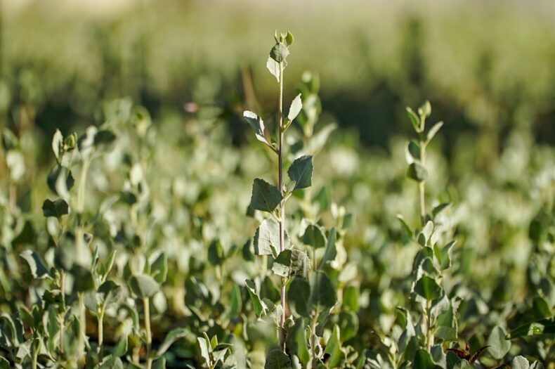 Close up of Old Man Saltbush (Atriplex nummularia).