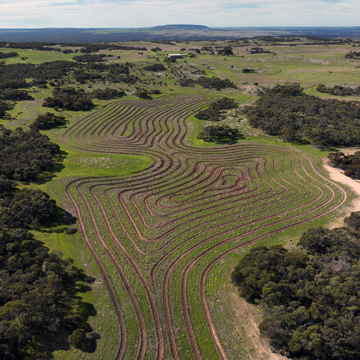 An aerial image of direct seeding lines.