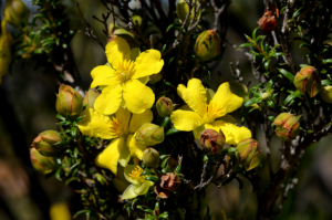Hibbertia Arcuata
