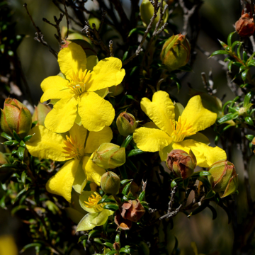 Hibbertia Arcuata