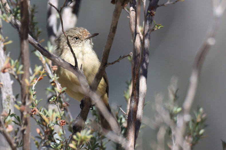 An image of a Buff Rumped Thornbill