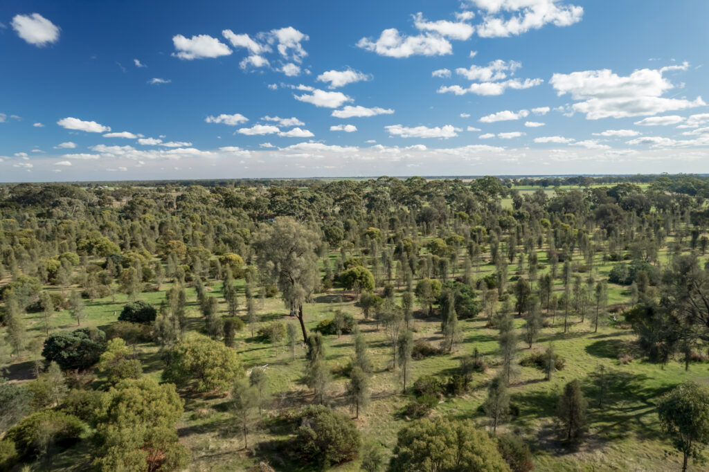 An aerial view of trees in the Wimmera, Victoria