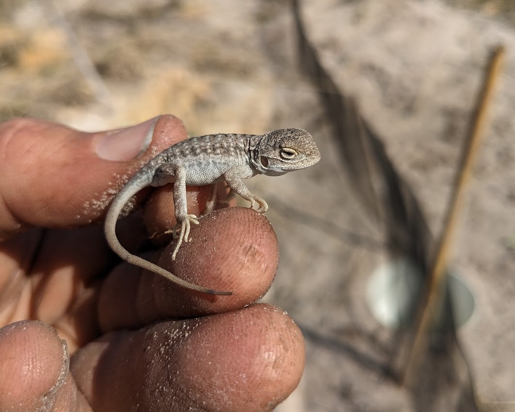 A hand holding a small lizard