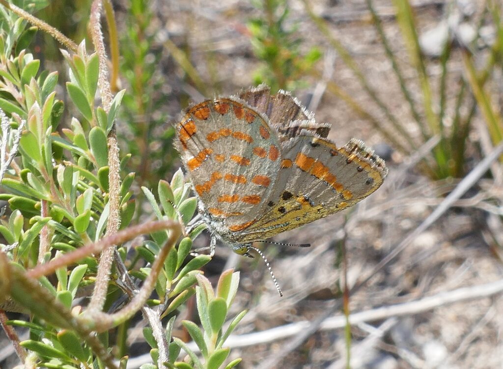 A butterfly on a plant.