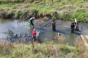 Murdoch University researchers in waders stand in the river channel, among the installed log structures. A net used in aquatic monitoring is visible in the waterway.