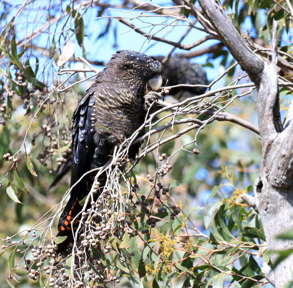 An image of a red tailed black cockatoo perched on a branch eating seeds.