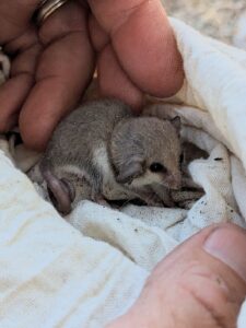 Hands open a soft sack to show a Western Pygmy Possum.