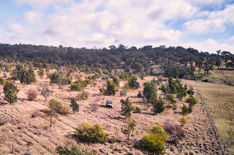 Aerial image of a buggy parked on a hillside among young native trees. Older, established trees can be seen covering a hill in the background.