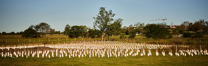 A panorama shows hundreds of guarded seedlings clustered around a long gum. In the distance signs of city life are visible, such as a crane.