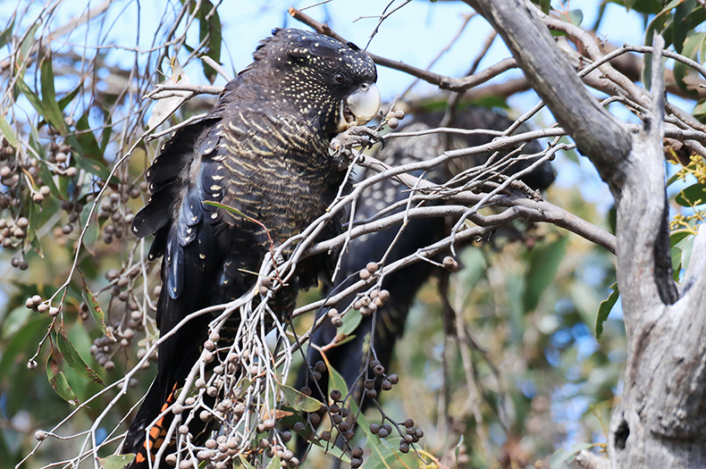 A South-eastern Red-tailed Black-Cockatoo sits in a tree, eating.