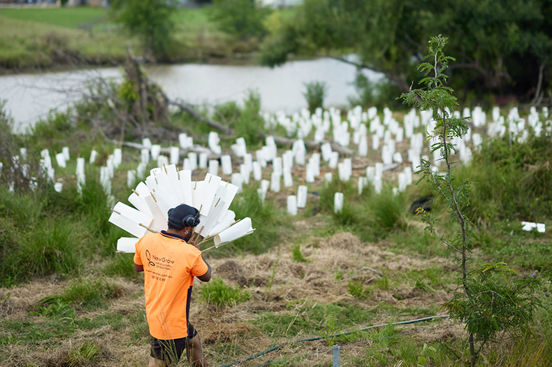 In the foreground, a worker carries an armful of tree guards, while a cluster of already guarded seedlings are visible in the background, beside a river.