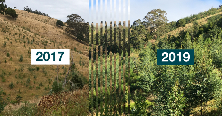 A before and after photo of a hillside planting, showing growth between 2017 and 2019.
