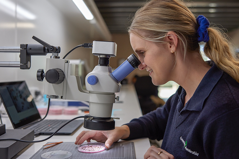 A woman peers into a microscope, under the microscope is a petri dish full of seed.