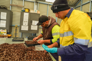 Two men are carefully placing seeds into seeding trays as part of nursery production.