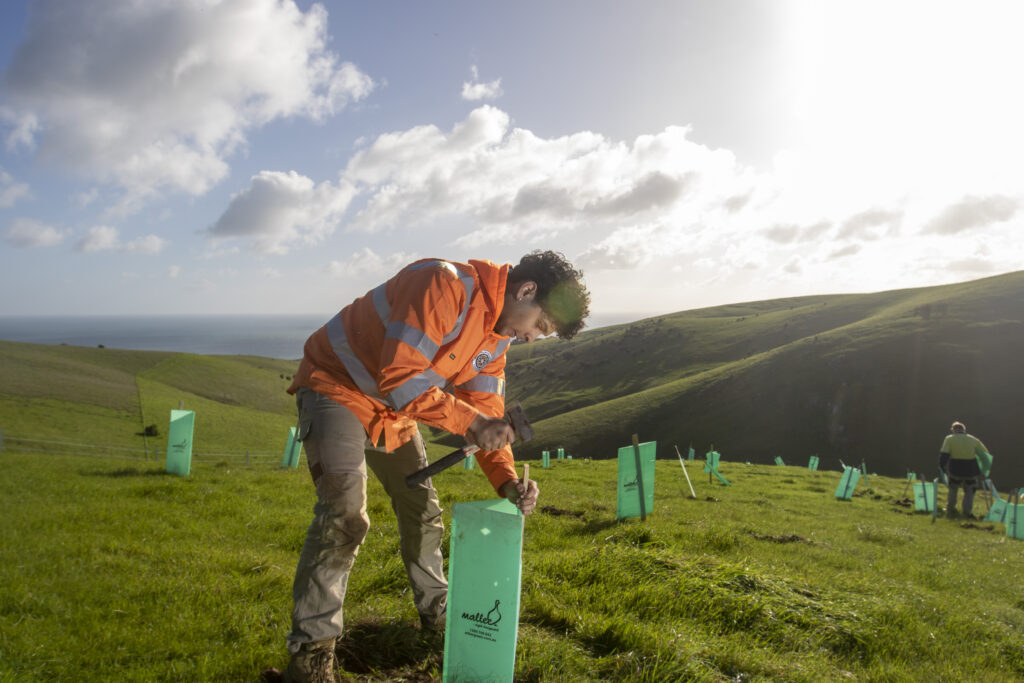 Man in fluro work uniform hammering a tree guard against a backdrop of rolling green hills