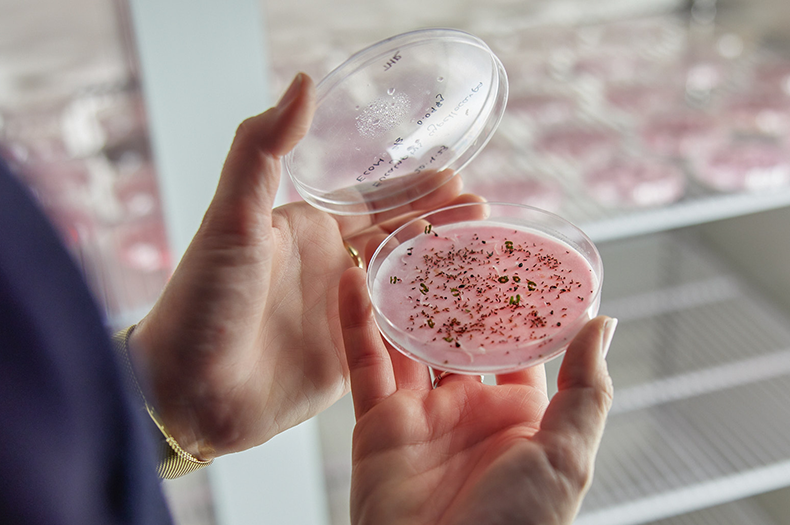 Close-up of hands holding petri dish of germinating seeds.