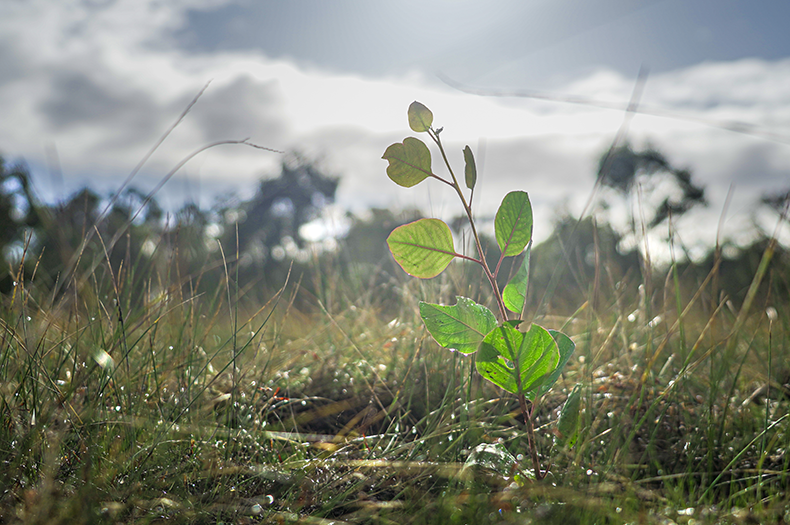 The leaves of a native tree seedling are backlit by the sun.