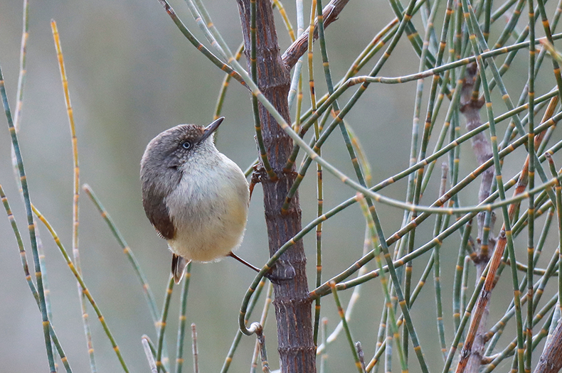 A Buff-rumped Thornbill perches on the branch of a sheoak.