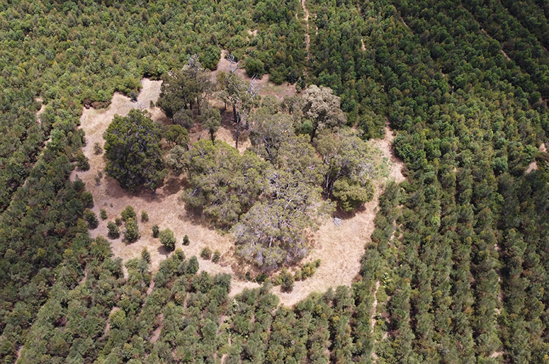 A remnant patch of older trees is surrounded by dense young revegetation.