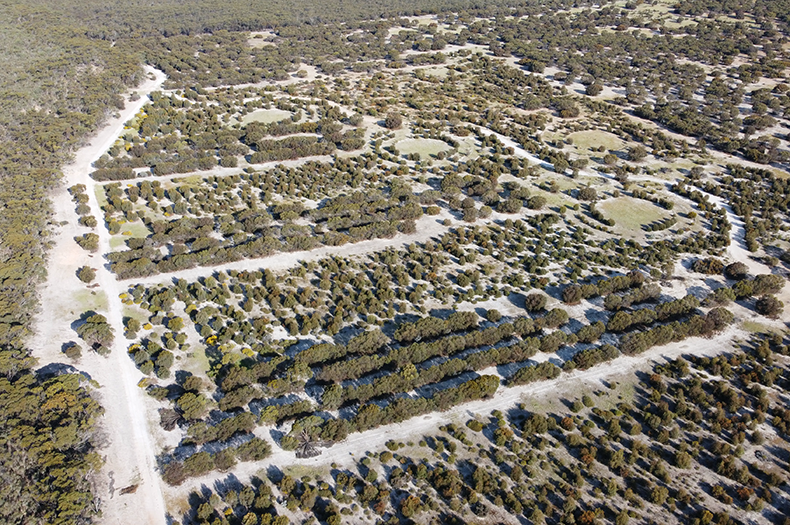 An aerial image of an area of revegetation, which has clear circles and paths winding through.