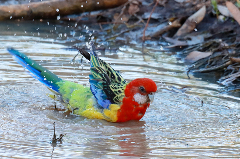 A Eastern Rosella is bathing in a puddle of water surrounded by gum leaf litter