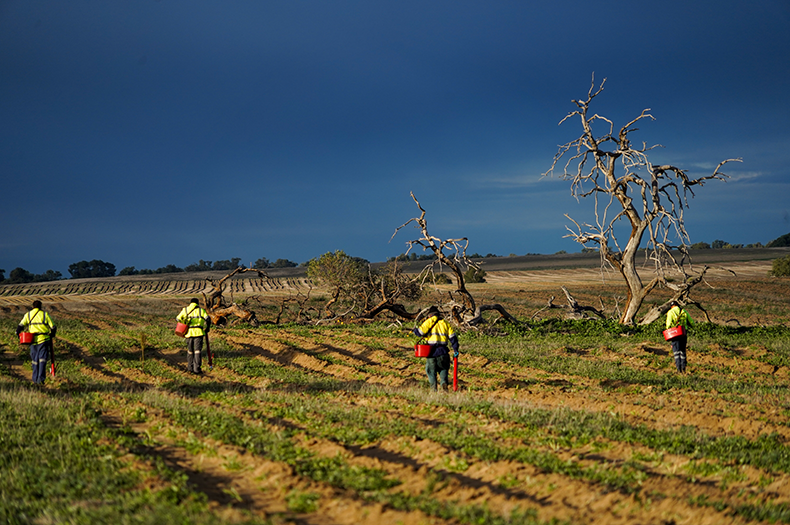 Four people in high vis are walking away from the camera, walking along direct seeding rows and planting seedlings. In the background, among the rows, a standing dead tree and fallen timber is visible.