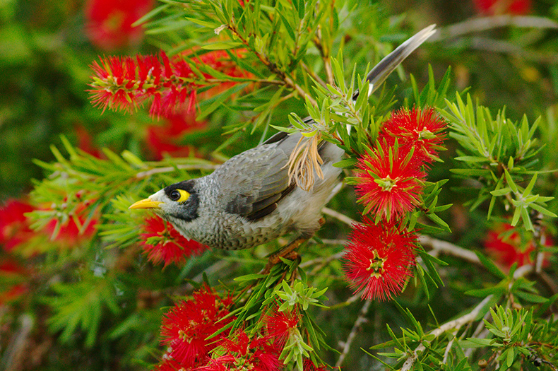 A Noisy Miner perches in a callistemon, surround by red blossoms.