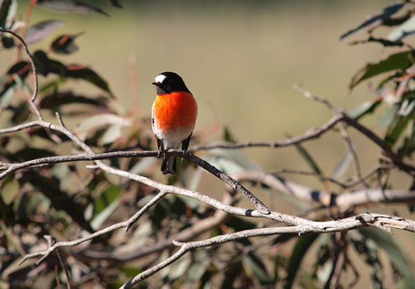 A Scarlet Robin perches on a twig.