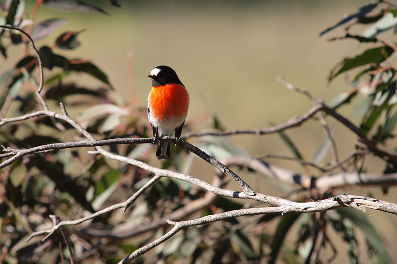 A Scarlet Robin perches on a twig.