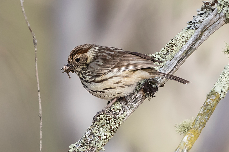 A Speckled Warbler perches on a lichen-studded twig, a locust in its beak.