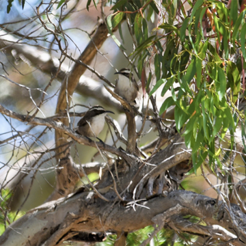 Two White-browed Babblers perch in a eucalypt tree.