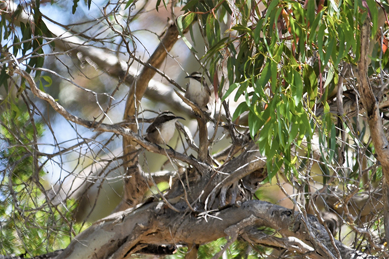 Two White-browed Babblers perch in a eucalypt tree.