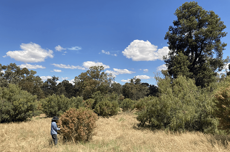 A person is inspecting a large shrub full of seed in the foreground. In the background, more shrubs and tall mature trees are visible.