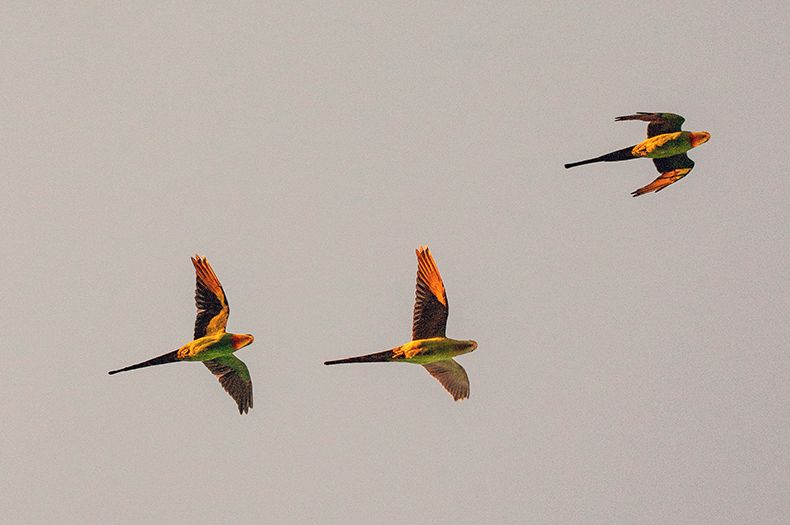 A photo taken looking up into the sky. Three Superb Parrot are flying overhead with their wings outspread.