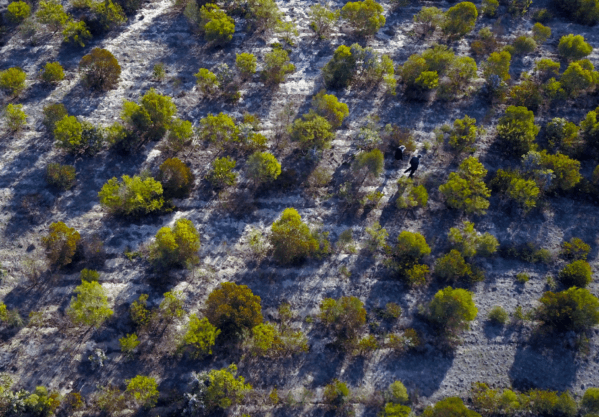 carbon offsetting in action via environmental plantings