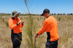 Two people standing in a field beside a sheoak, collecting plant samples for genetic analysis.