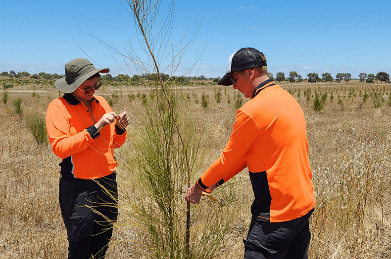 Two people standing in a field beside a young sheoak tree, collecting plant samples for genetic analysis.