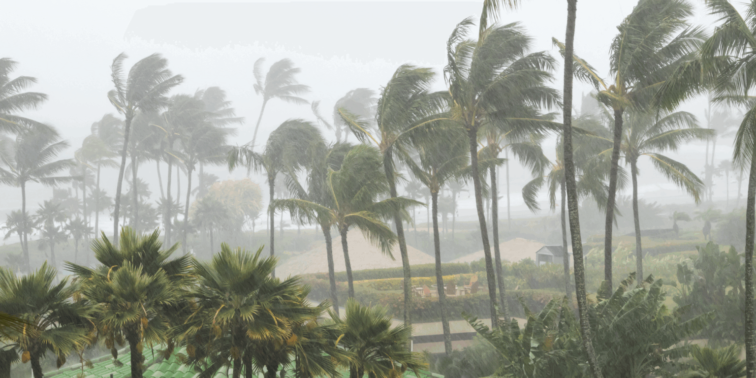 Planting for Resilience: Which Trees Survive Cyclones? - Greening ...