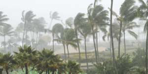 Palms blowing in the wind in a tropical cyclone