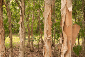 Melaleuca leucadendra (Weeping Paperbark) 