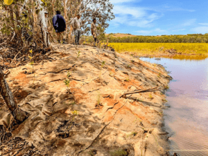 A group stand on top of a bank, which has been wrapped in jute matting and planted with native seedlings. At the bottom of the bank, the tidal inflow of saltwater can be seen, flowing into the coastal wetland visible in the background.